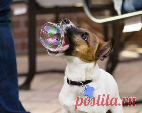 25 обалденных фотографий, сделанных в нужный момент