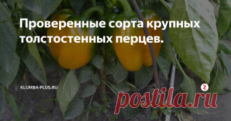 Проверенные сорта крупных толстостенных перцев. В магазине семян различных сортов перца большое количество. При выборе овощей для посева нужно определиться, какого размера и для чего вы хотите выращивать овощи. Крупные толстостенный перец отлично подходит для салатов и свежего потребления. При консервации крупный перец необходимо резать, но за счёт вкуса, толстых стенок их таких плодов получается самое вкусное лечо и другие зимние салаты. Для ф