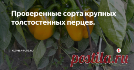 Проверенные сорта крупных толстостенных перцев. В магазине семян различных сортов перца большое количество. При выборе овощей для посева нужно определиться, какого размера и для чего вы хотите выращивать овощи. Крупные толстостенный перец отлично подходит для салатов и свежего потребления. При консервации крупный перец необходимо резать, но за счёт вкуса, толстых стенок их таких плодов получается самое вкусное лечо и другие зимние салаты. Для ф