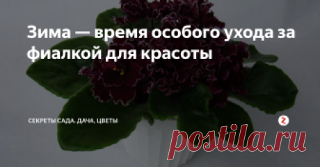 Зима — время особого ухода за фиалкой для красоты 
Узамбарская фиалка или сенполия — одно из моих самых любимых цветущих комнатных растений. Наверное, это связано с детскими воспоминаниями. Дома на всех подоконниках были разные фиалочки: большие и маленькие, листочки, пускавшие корешки, и «детки» под баночками, ну и, конечно, красавицы с пышными шапками всех цветов радуги. Ну и вот, любовь мамы к сенполиям передалась и