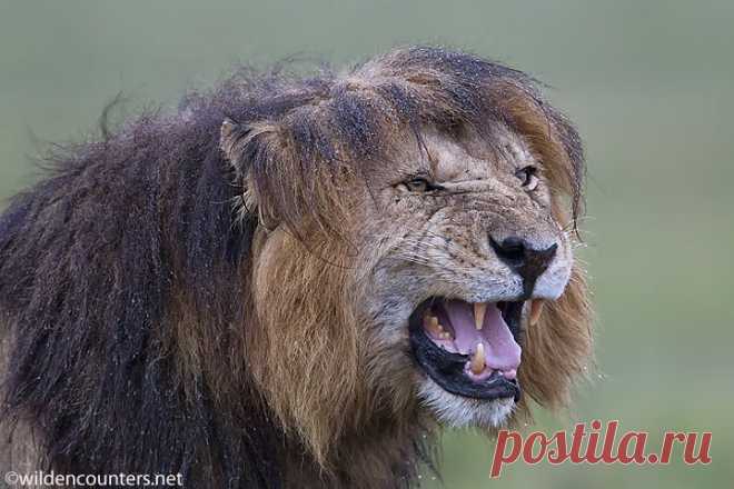 0223 - Male Lion, head shot, with wet mane, roaring, Masai Mara, Kenya Wild Encounters: Paul & Paveena Mckenzie