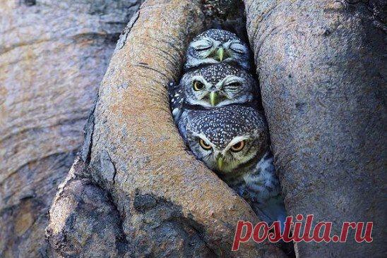 Три стадии пробуждения сов