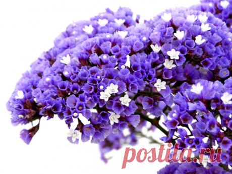 Кермек,  лимониум или статица