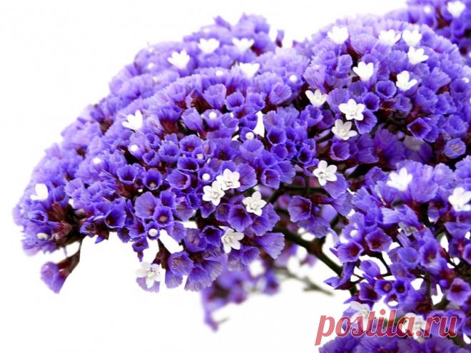 Кермек,  лимониум или статица