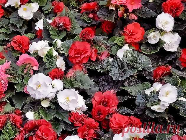 С какими проблемами можно столкнуться, выращивая бегонию в домашних условиях? — Сад на подоконнике