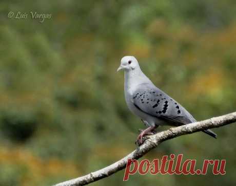 Сем. Голубиные (Columbidae)
Голубая земляная горлица (Claravis pretiosa)