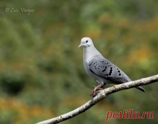 Сем. Голубиные (Columbidae)
Голубая земляная горлица (Claravis pretiosa)