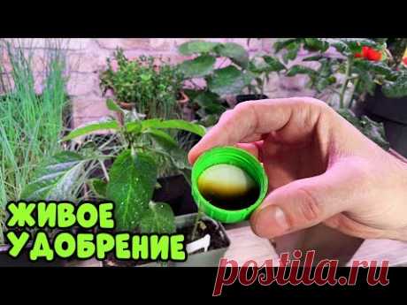 Рассада крепчает прямо на глазах! Био удобрение для качественной рассады