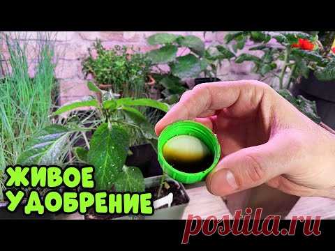 Рассада крепчает прямо на глазах! Био удобрение для качественной рассады