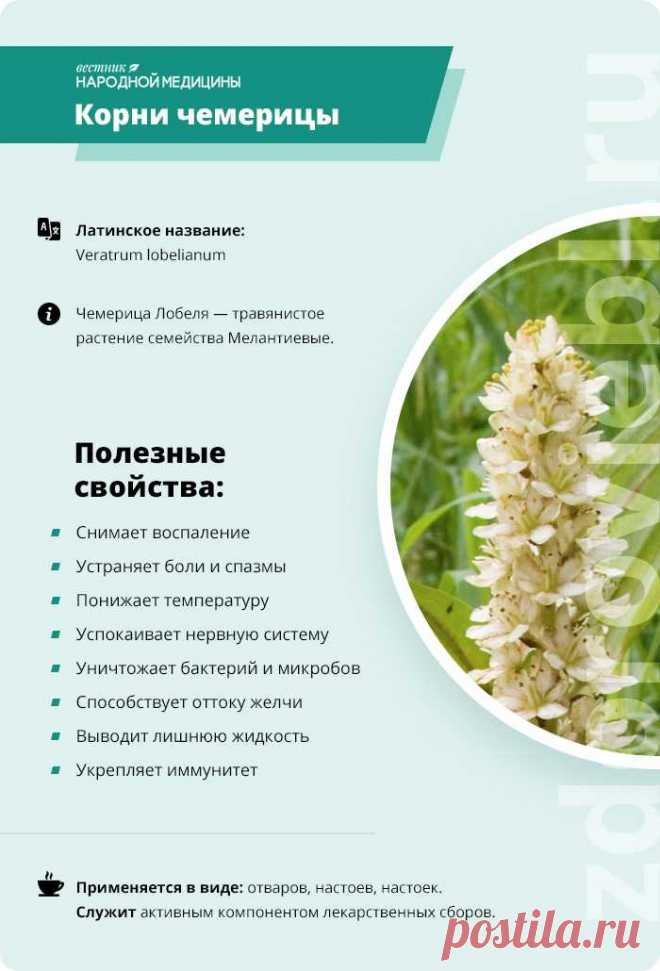 Корни чемерицы