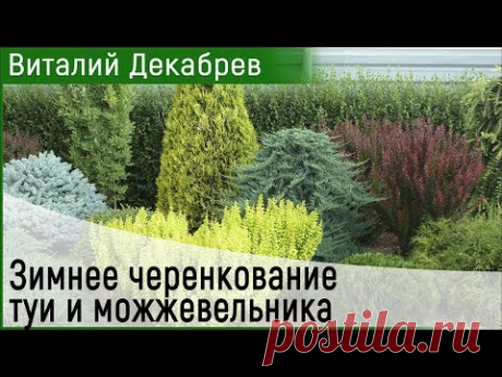 Зимнее черенкование туи и можжевельника