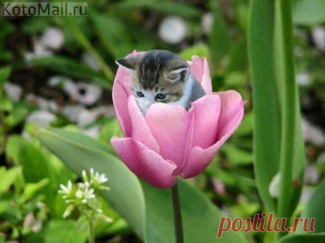 Дюймовочка