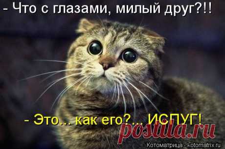 Котоматрица. Перезагрузка.