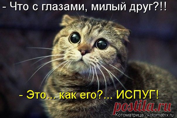 Котоматрица. Перезагрузка.
