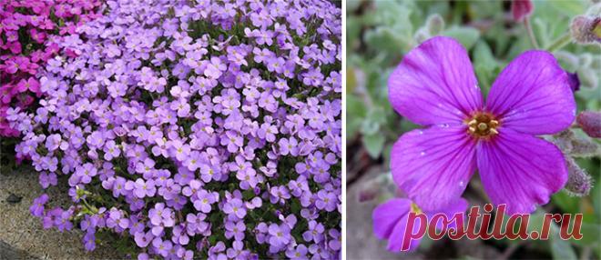 Обриета – посадка и уход. Виды и сорта почвопокровника | WikiBotanika.ru