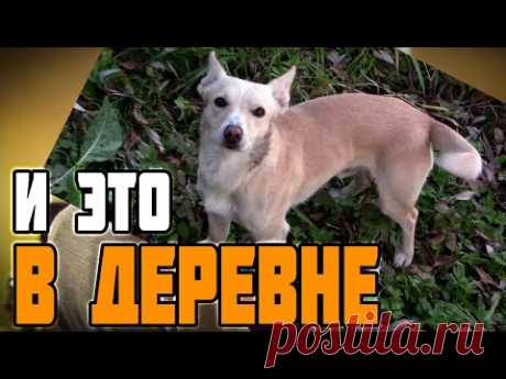 Никто не ожидал такого от деревенской жизни - Художник в деревне