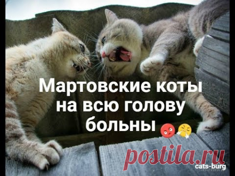 Мартовский кот. Коты и кошки гуляют. День кошек - веселуха