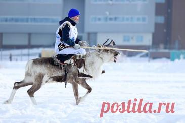 Россиянка описала жизнь оленеводов при минус 30 градусах фразой «люди не мерзнут»
