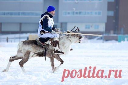 Россиянка описала жизнь оленеводов при минус 30 градусах фразой «люди не мерзнут»