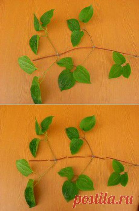 Размножение клематисов. черенкованием, отводками | Дачный участок