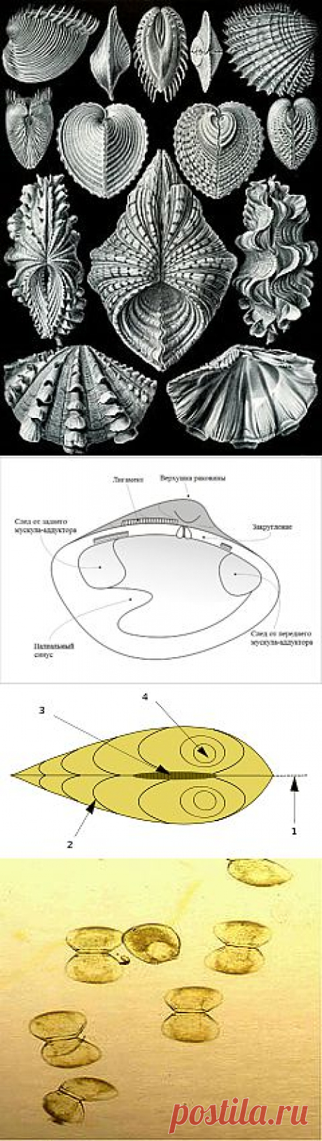 Двуство́рчатые, или пластинчатожа́берные (лат. Bivalvia) — класс морских и пресноводных малоподвижных моллюсков, тело которых уплощено с боков и заключено в раковину из двух створок. К ним относят таких известных моллюсков, как устрицы, мидии, морские гребешки. В отличие от всех других моллюсков Bivalvia лишены головы и радулы...