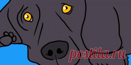 Что делать, если нашли клеща у собаки или кошки, и как защитить питомца Паразиты могут заразить животных опасными болезнями.