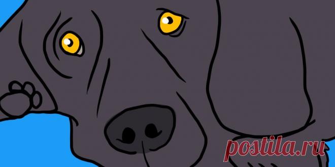 Что делать, если нашли клеща у собаки или кошки, и как защитить питомца Паразиты могут заразить животных опасными болезнями.