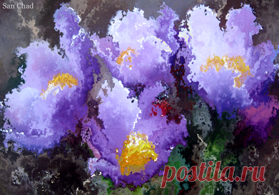 San Chad * Черных А.Д.