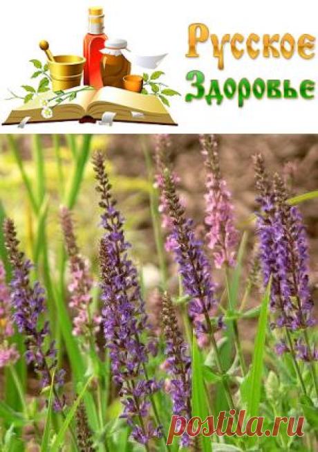 Шалфей лекарственный. Целебные свойства