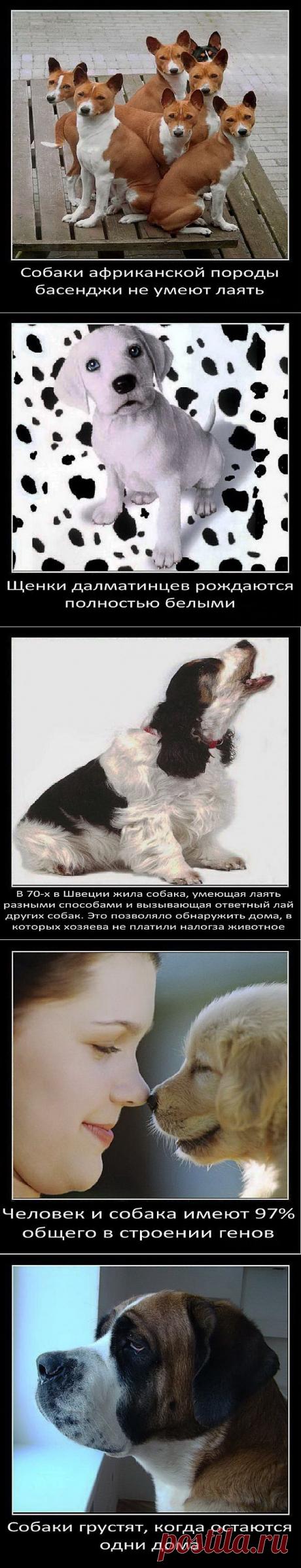 Интересные факты о собаках (часть 1) | Четвероногий юмор