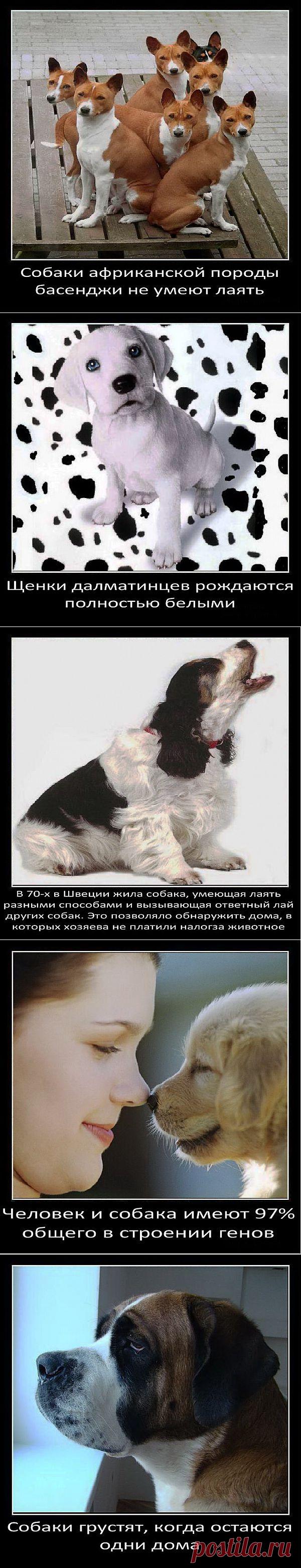 Интересные факты о собаках (часть 1) | Четвероногий юмор