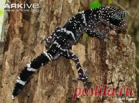 arkive wildlife: 1 тыс изображений найдено в Яндекс Картинках