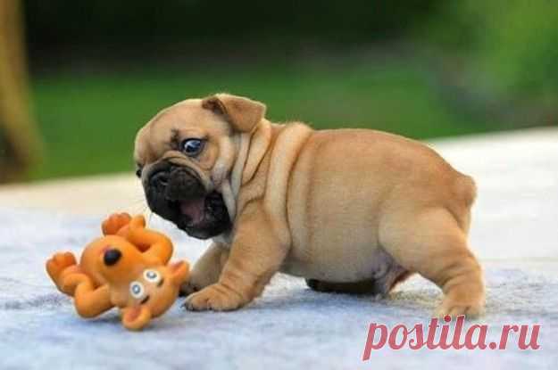 33 Dogs That Cannot Even Handle It Right Now