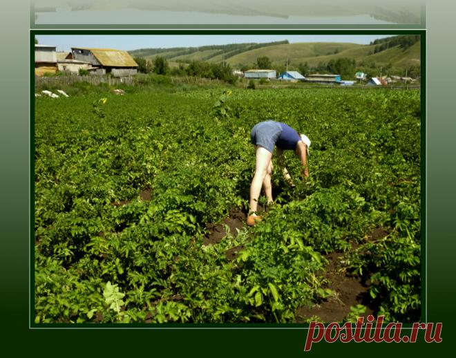 Как я вывела колорадского жука на картофельном поле простым народным способом (мне помогло, поможет и вам) | 4 Сезона Огородника | Яндекс Дзен