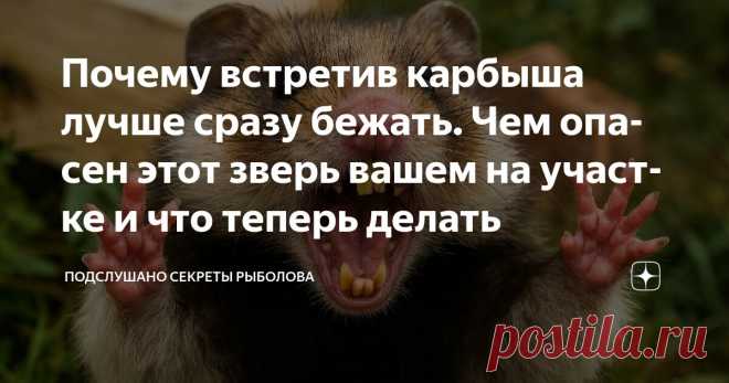 Почему встретив карбыша лучше сразу бежать. Чем опасен этот зверь вашем на участке и что теперь делать Статья автора «ПОДСЛУШАНО СЕКРЕТЫ РЫБОЛОВА» в Дзене ✍: Если он слышит шаги человека, то не убегает, а выскакивает навстречу и угрожающе стоит растопырив лапы.