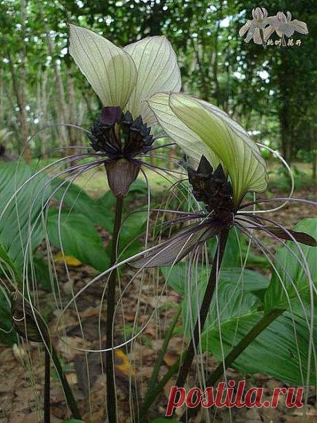 Tacca integrifolia - Tacca - Семена многолетников Семена