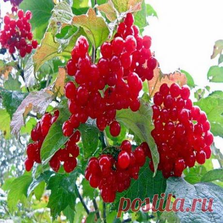 Калина красная – средство для нервной системы прекрасное | Друг пенсионера
Китайские мудрецы считают, что очень важно для человека со­хранять спокойствие в любой ситуа­ции. К сожалению, европейцы, как ни старались, так и не смогли перенять китайское мировоззрение.