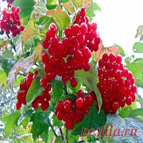 Калина красная – средство для нервной системы прекрасное | Друг пенсионера
Китайские мудрецы считают, что очень важно для человека со­хранять спокойствие в любой ситуа­ции. К сожалению, европейцы, как ни старались, так и не смогли перенять китайское мировоззрение.