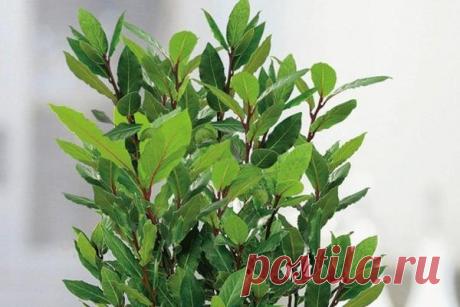 Как вырастить ЛАВРУШКУ дома