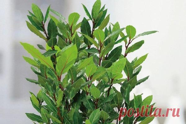 Как вырастить ЛАВРУШКУ дома