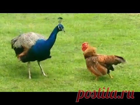 大きさは関係ない 😆🤣😂 １０分間腹が痛いほど爆笑する犬, 猫,動物のおもしろハプニング