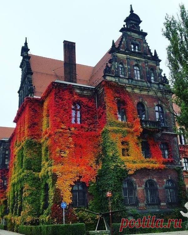 Заросли плюща на Музее естественной истории, Вроцлав