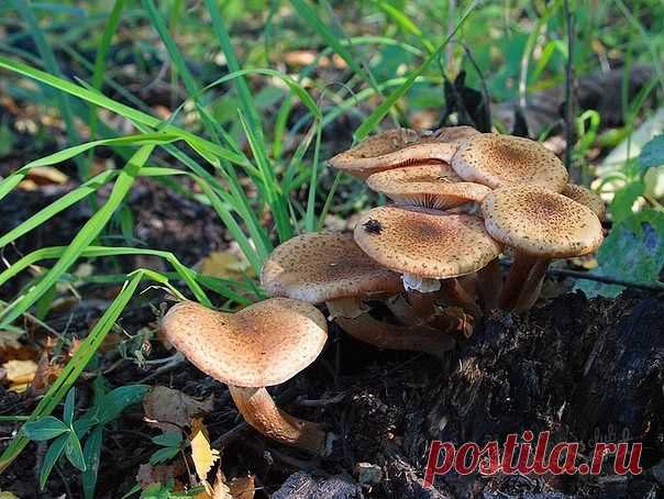 (70) Одноклассники