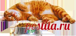 Как правильно кормить котенка. Правила кормления кошек