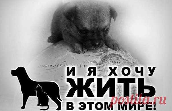 Анастасия-Александровна Разумовская-Волкова