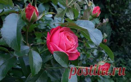 Волшебная статья про подручный инвентарь для выращивания РОЗ. | Цветочница Анюта 🌹 | Яндекс Дзен