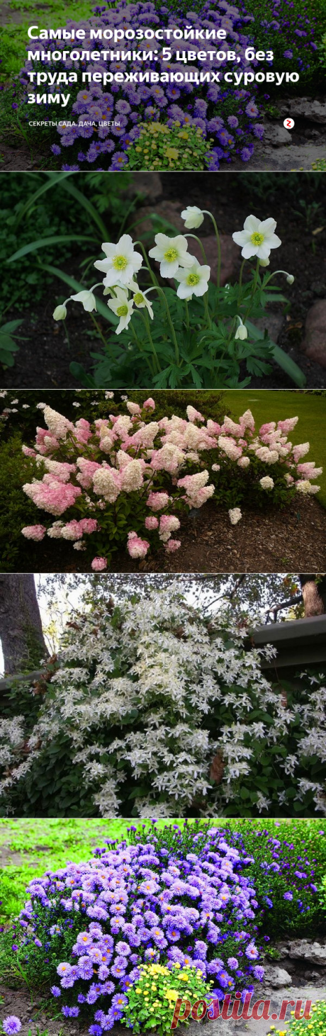 Самые морозостойкие многолетники: 5 цветов, без труда переживающих суровую зиму | Секреты сада. Дача, цветы | Яндекс Дзен