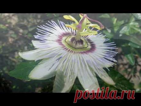 Абхазия. Гагра. - Клуб путешественников - YouTube