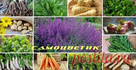 Какие овощи могут зимовать на грядке