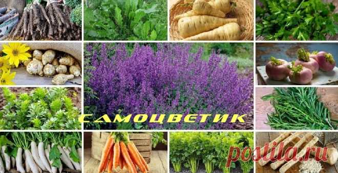 Какие овощи могут зимовать на грядке